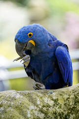 Portrait of a Blue Macaw. Bird close-up. Parrot with bright blue plumage.
