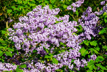 Blossoms of the lilac. Flowering plant close-up.
