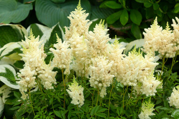 Group of astilbe flowers in a Connecticut garden.