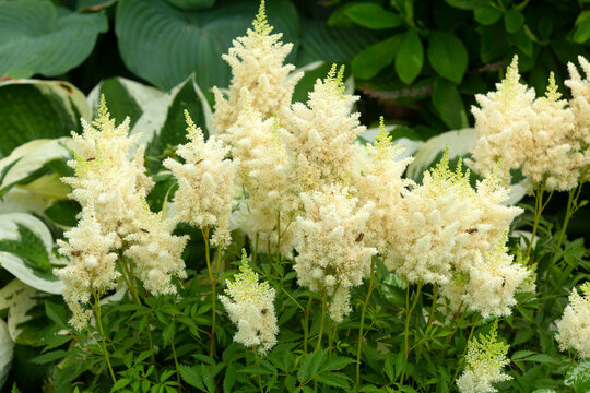 Group of astilbe flowers in a Connecticut garden.