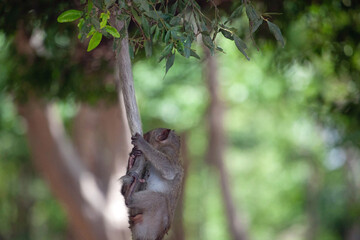 可愛いサル