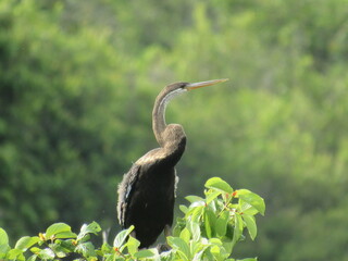 Bird looking for a better view 