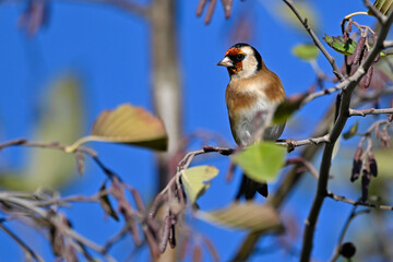 European Goldfinch // Stieglitz (Carduelis carduelis)