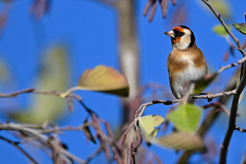 European Goldfinch // Stieglitz (Carduelis carduelis)
