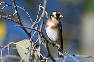 European Goldfinch // Stieglitz (Carduelis carduelis)