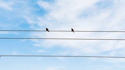 Two wild pigeons sitting on a wire in the blue sky of Bangladesh winter.