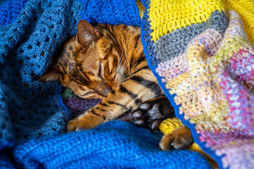 Domestic Bengal cat