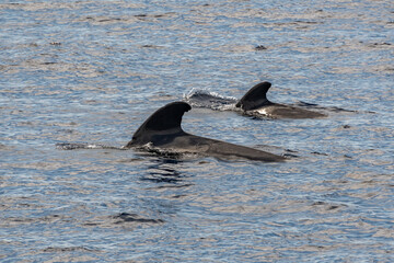 Fototapeta premium Walfamilie im Meer