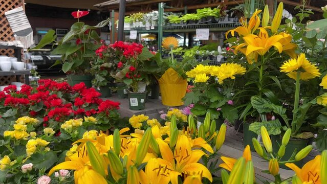 flower shop, plants, seedlings a large department in store for buying different flowers to plant plants in the garden a transparent ceiling on wooden tables flowers Canada Vancouver 2023