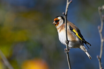 European Goldfinch // Stieglitz (Carduelis carduelis)