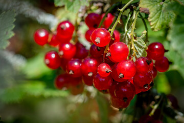 The redcurrant (Ribes rubrum) is a member of the genus Ribes in the gooseberry family Grossulariaceae. To learn more, watch this video on the 7 Health Benefits Of Redcurrant.great for the hair and ski
