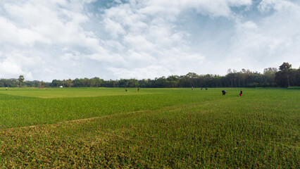 Landscape of agricultural fields in Bangladesh. Onion farms in South Asia. Farmer working in onion field. Village- Pangsha, City - Rajbari. Photo Taken February 3, 2023.