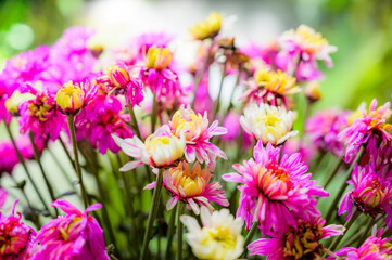 Chrysanthemum flowers in the garden