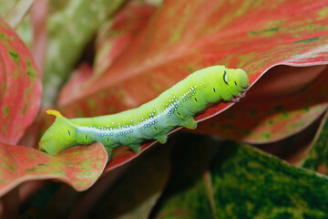 The caterpillar (green worm) is crawling on the leaf, fully grown caterpillar of Daphnis nerii or Oleander hawk moth or Army green moth.