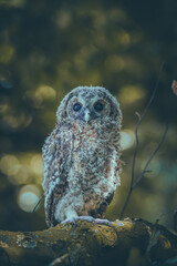 A close-up photo of a young owl sitting on a branch in the park. 