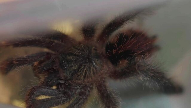Close up footage of Amazon Sapphire Pink Toe tarantula moving, slow mo