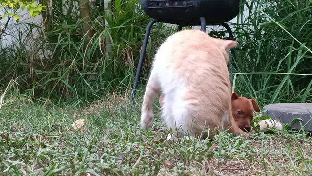 Static shot of a small dog and cat play fighting with each other in the garden