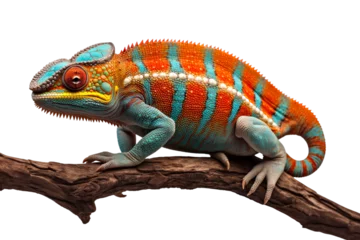 Foto op Canvas Colorful chameleon in the natural environment. Isolated. Generative AI © lukjonis
