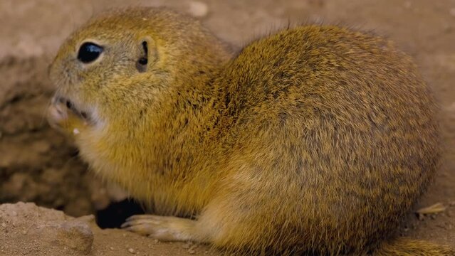ground squirell close up 50p 4K