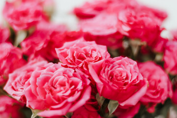 Small pink bush roses on a white background with a place for text