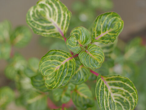 iresine herbstii (also known Iresine herbstii, Herbst's bloodleaf, Amaranthaceae, chicken gizzard plant, Iresine diffusa) flower. This plant is a species of in the family Amaranthaceae