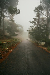 Fototapeta premium various photos taken in the foggy forest