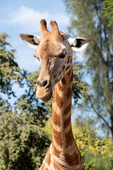The giraffe is the tallest of all mammals. The legs and neck are extremely long. The giraffe has a short body, a tufted tail, a short mane, and short skin-covered horns.
