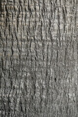 Plant stem. Palm bark texture. Vertical shot. Background.