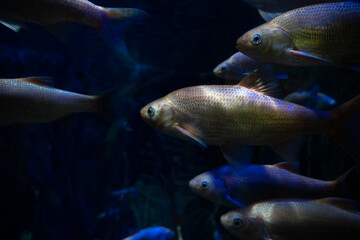 group of leuciscus idus fish swimming together