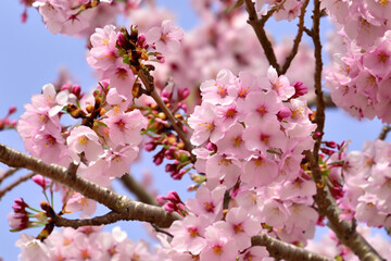 Obraz premium cherry blossom