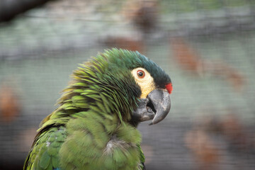 Illergers macaws are typically large, brightly colored parrots with long tail feathers. The characteristic that distinguishes macaws from other members of the parrot family is their bare facial areas.