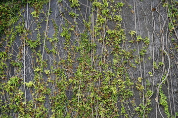 Lianas on the coastal rocks on the island of Madeira. Northern slopes to the ocean. Beautiful nature texture