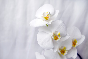 Fototapeta na wymiar The branch of white orchids on white fabric background