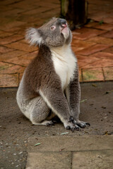 the koala is looking up at  a tree he is going to climb