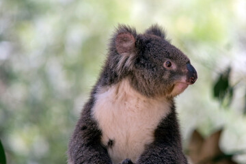 this is a close up of a koala looking sideways