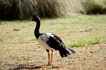 this is the side view of a magpie goose in a field