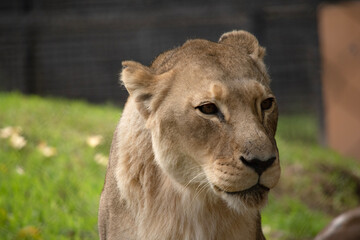 Being smaller and lighter than males, lionesses are more agile and faster. During hunting, smaller females chase the prey toward the center of the hunting group