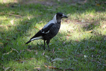the magpie is a black and white  bird