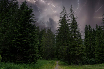 forest taken during a lightning storm