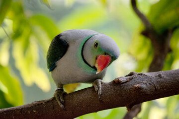 The Malabar parakeet, known also as the blue-winged parakeet, is a medium-sized parrot. 
