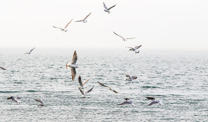 Fototapeta na wymiar Seagulls fly against the background of the sea and the sky.