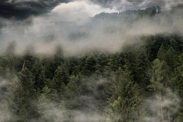 fir forest invaded by fog in Trentino