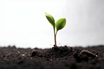 Plant sprout ground. Generate Ai