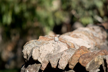 the female superb wren is resting on a rock