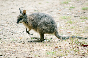 the tammar wallaby is standing up on its hind legs