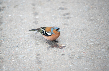 bird chaffinch, songbird of the finches family