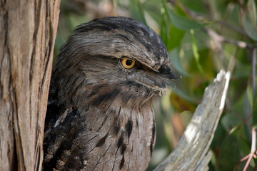 the tawny frogmouth has his eyes wide open alert for danger