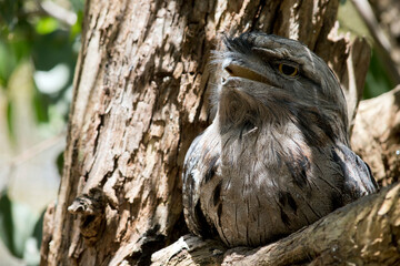 the tawny frogmout is balance in the fork of a tree