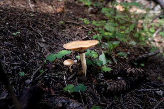 specimens of armillaria tabescens mushroom