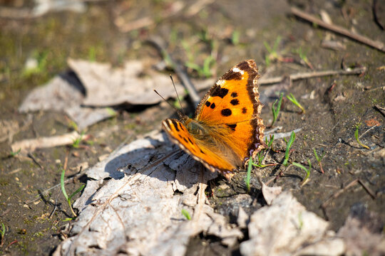 butterfly urticaria sits on the ground spring nature